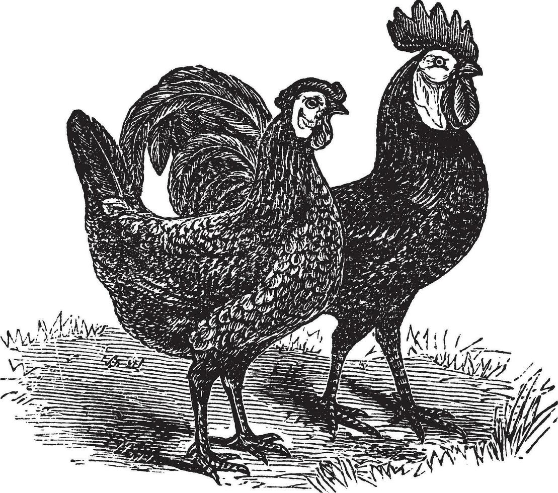masculino e fêmea do pálida Preto espanhol frango vintage gravação vetor