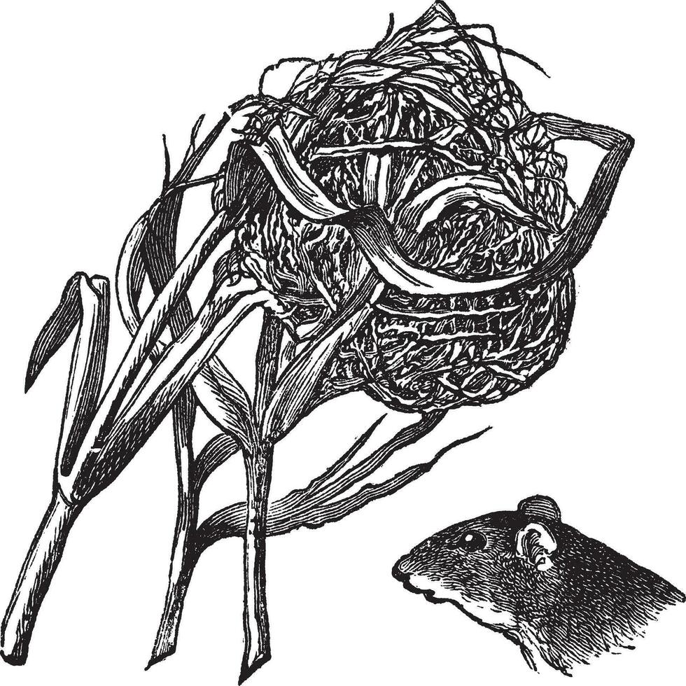 ninho e a cabeça do colheita rato vintage gravação vetor