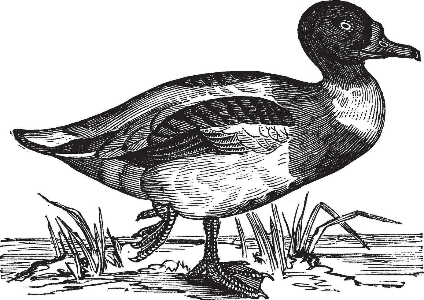 comum shelduck Tadorna vulpanser, vintage gravação. vetor