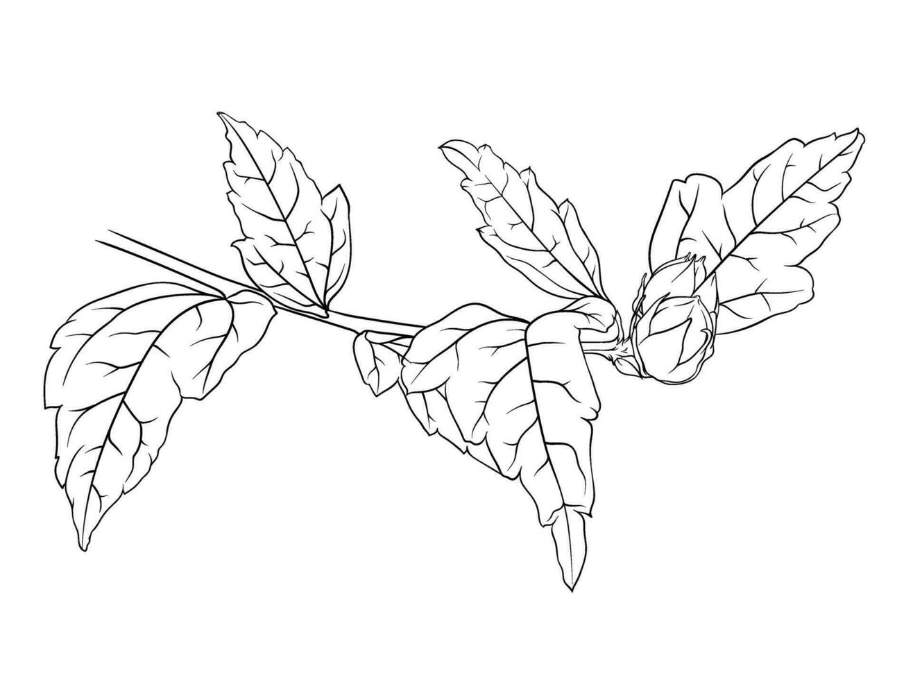 vetor monocromático hibisco ramo em transparente fundo. botânico mão desenhado ilustração do folhas e botões.