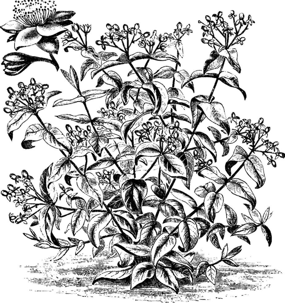 hábito e separado flor do hypericum androsaemum vintage ilustração. vetor