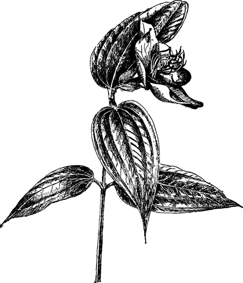 perene, tibouchina, semidecandra, arbusto, Brasil vintage ilustração. vetor