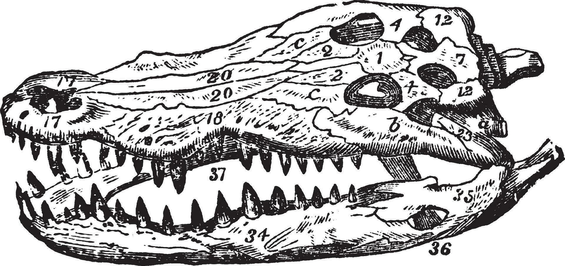 crocodilo crânio, vintage ilustração. vetor