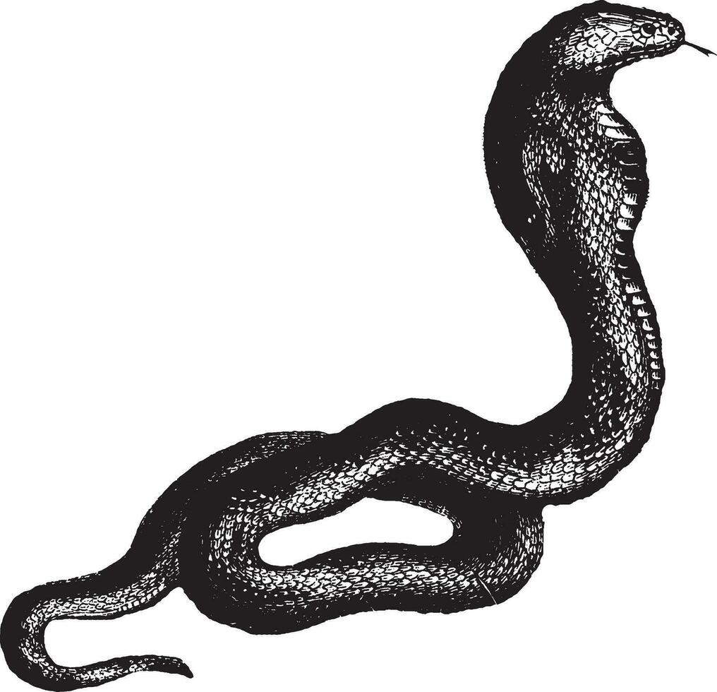 cobra, ilustração vintage. vetor