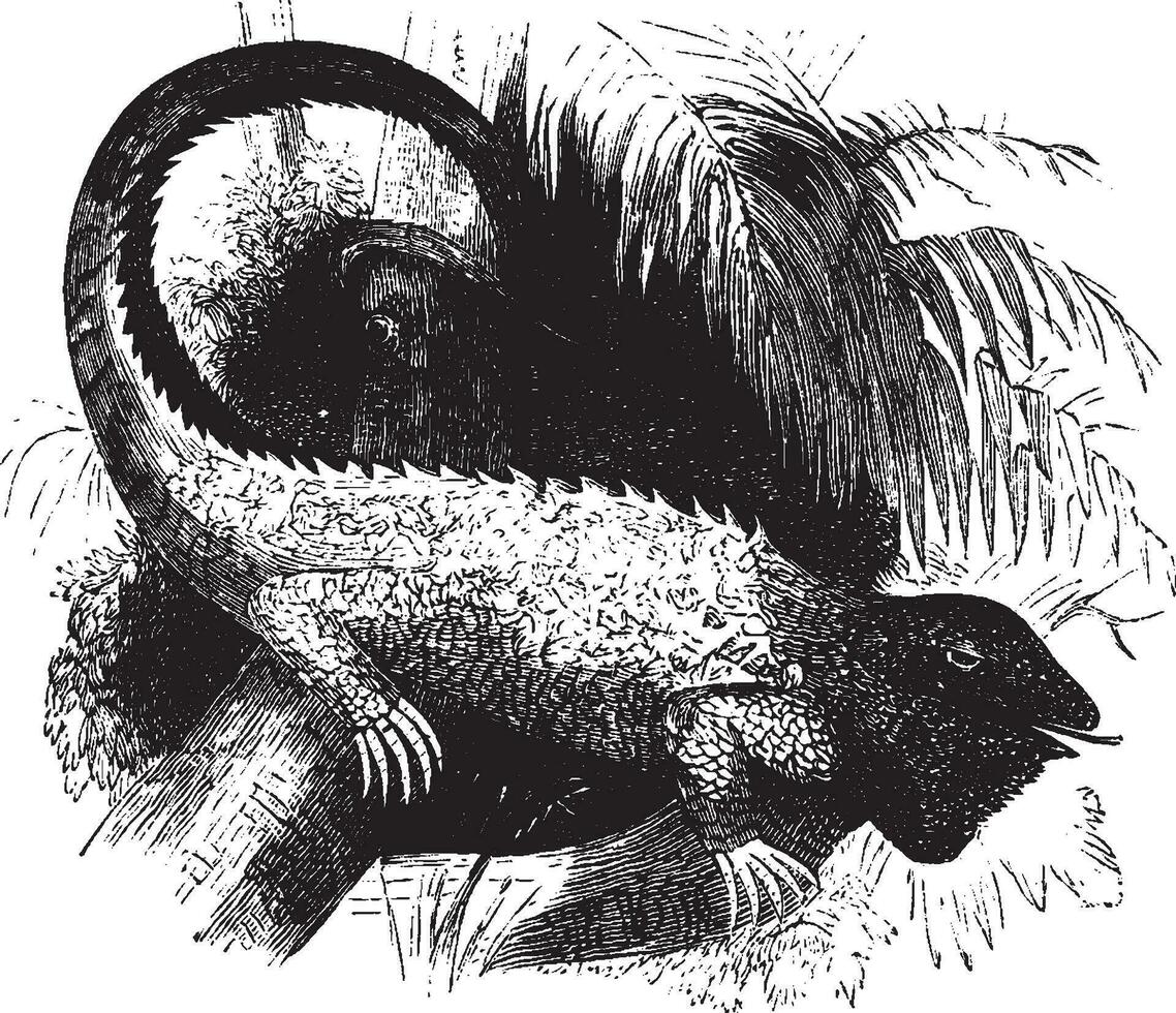 comum iguana, vintage ilustração. vetor