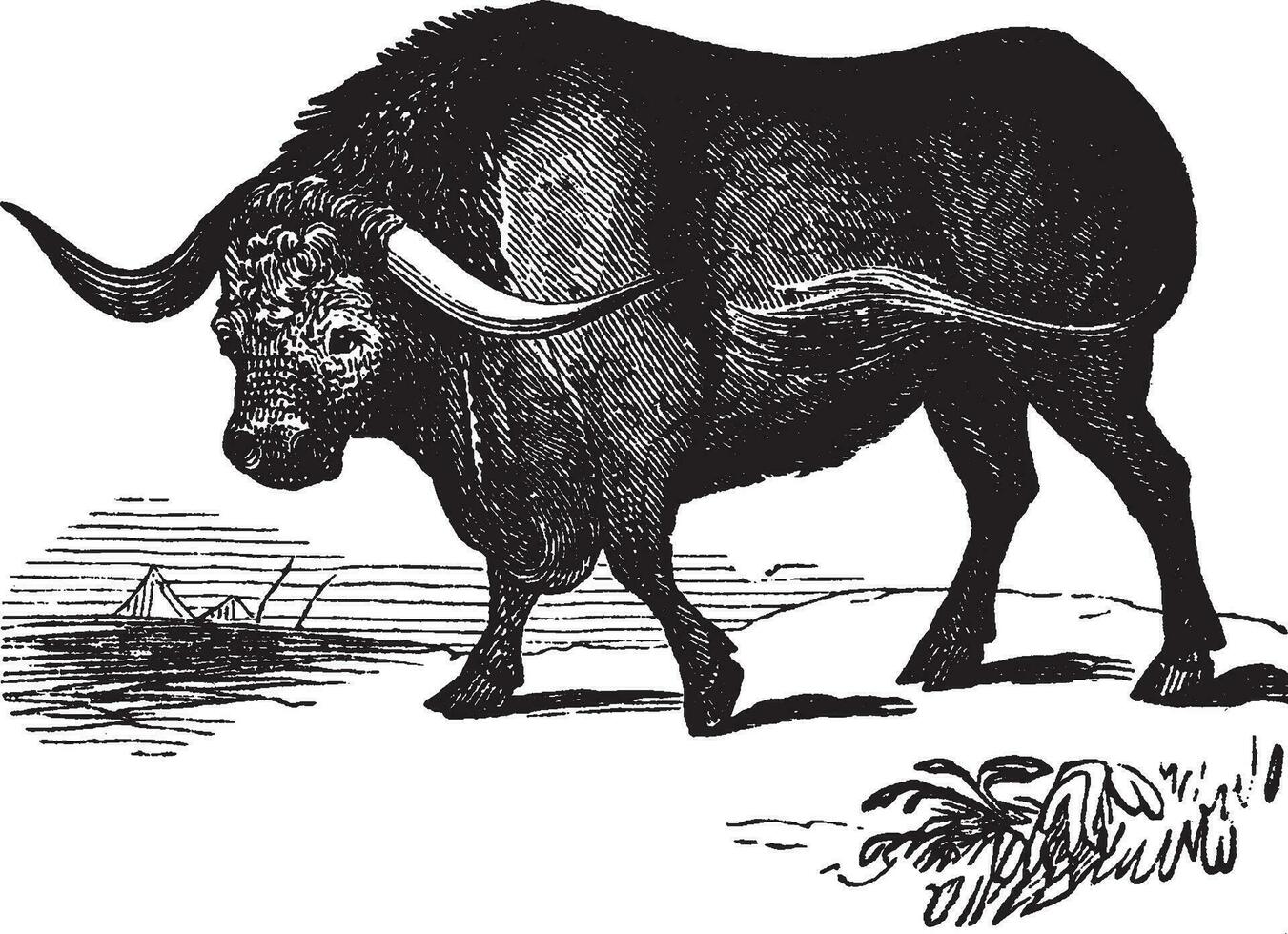 touro, ilustração vintage. vetor