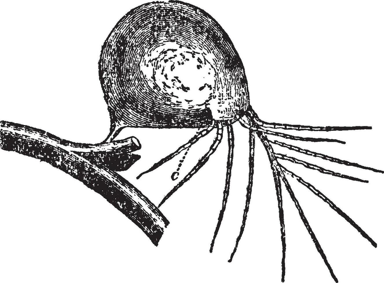 ilustração vintage utricularia. vetor