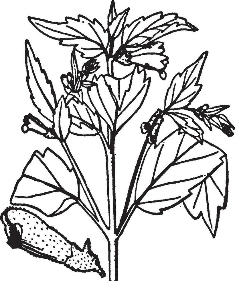 scutellaria vintage ilustração. vetor