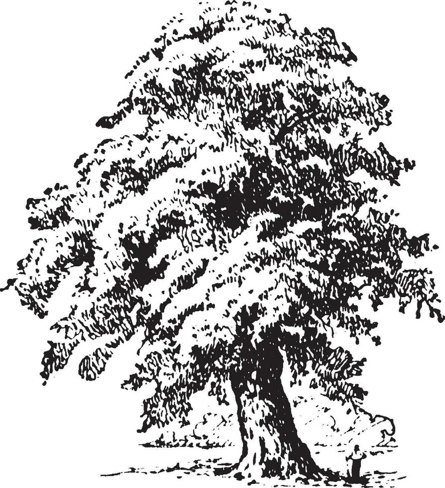 gigante carvalho árvore vintage ilustração. vetor