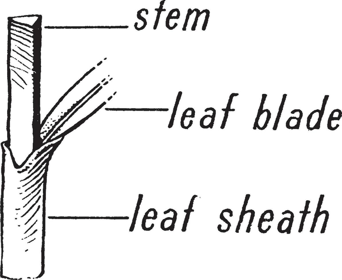 sedge morfologia vintage ilustração. vetor