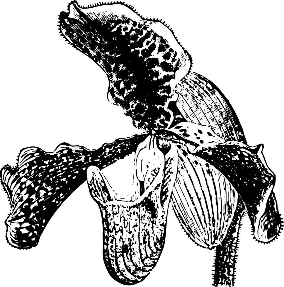 senhora chinelo orquídea vintage ilustração. vetor
