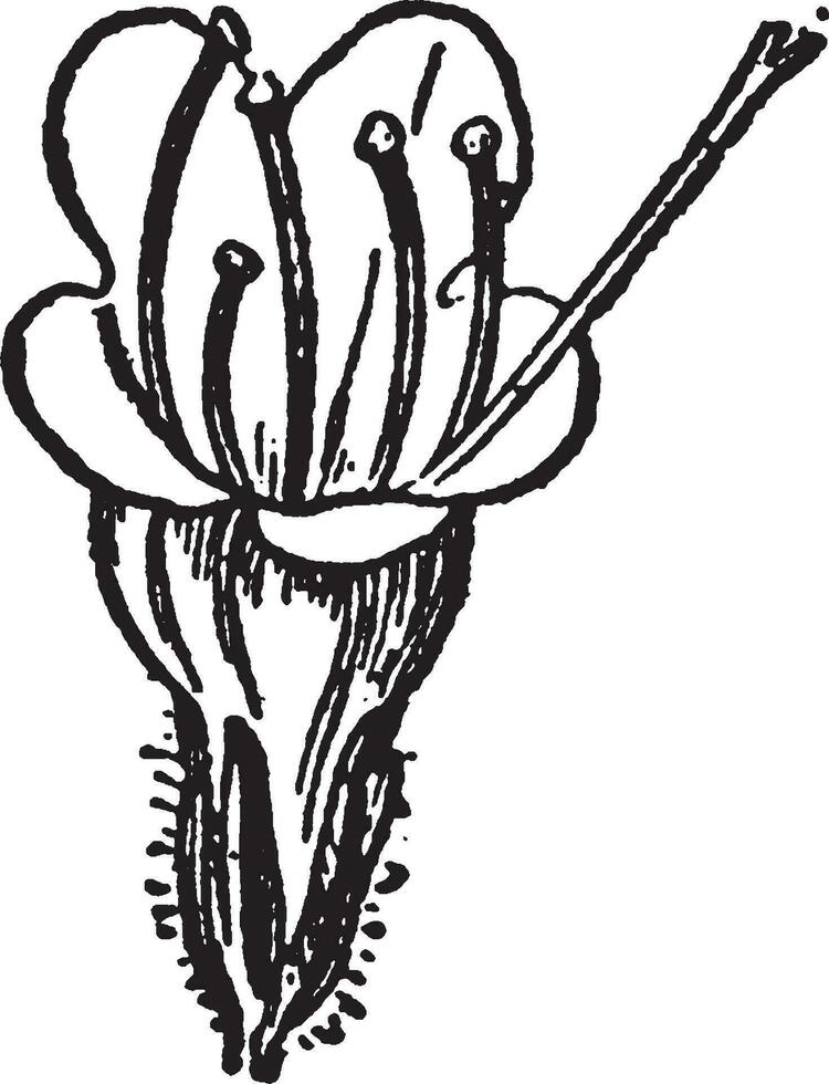 ilustração vintage bugloss da víbora. vetor
