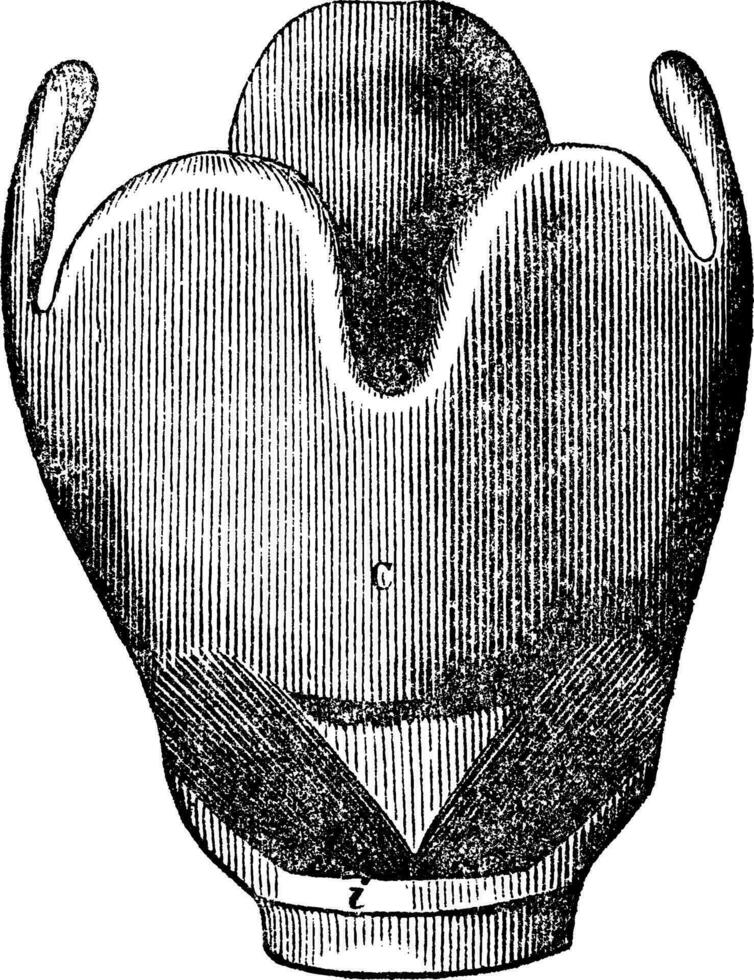 laringe anatomia, vintage gravação. vetor