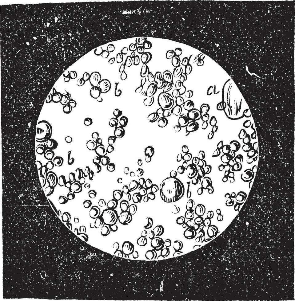 fresco manteiga debaixo microscópio vintage gravação vetor