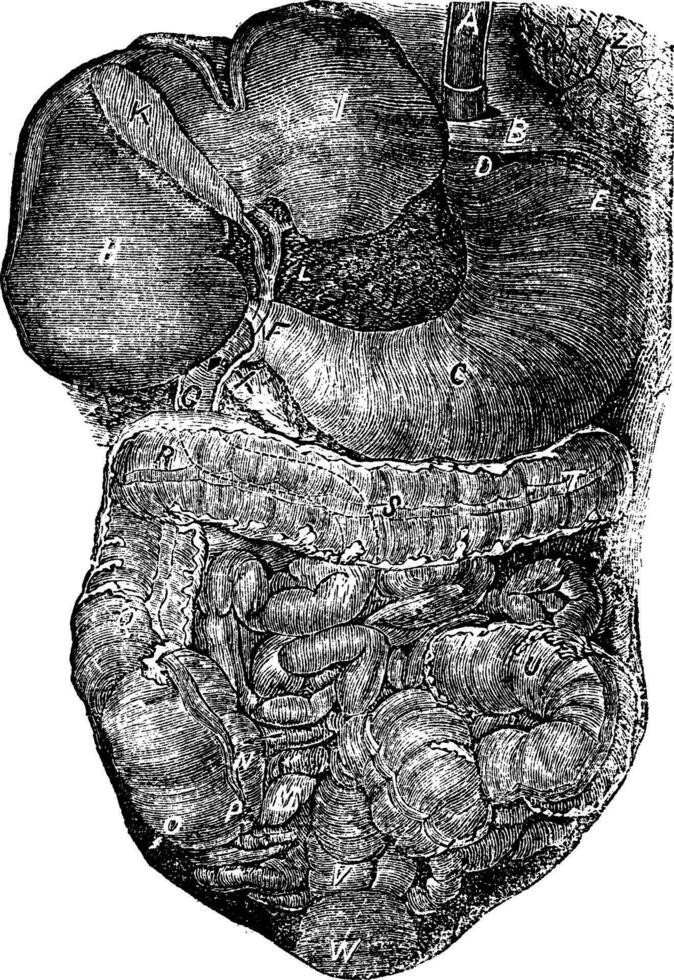 abdominal parte do a alimentar canal ou parte do abdômen passagem digestivo ou nutrição vintage gravação vetor