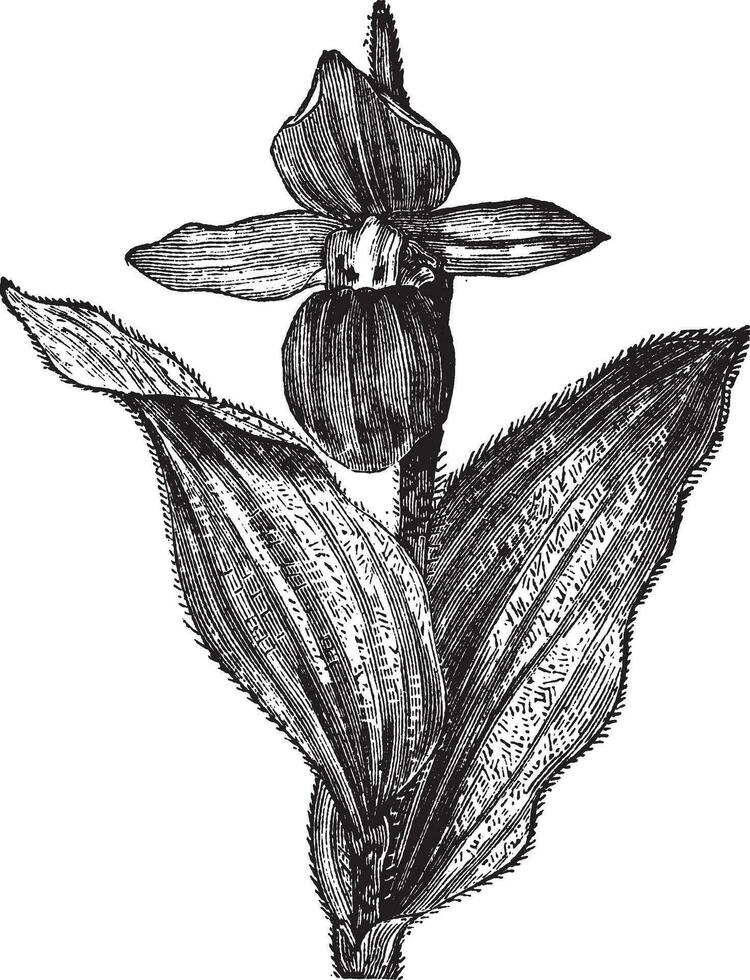 dama chinelo orquídea ou senhora chinelo orquídea ou chinelo orquídea ou cypripedium espetacular, vintage gravação vetor