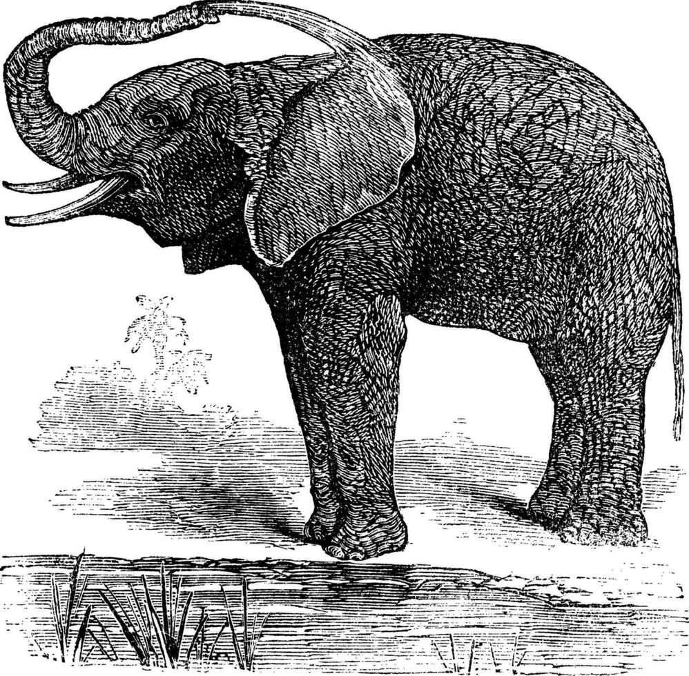 africano arbusto elefante ou Loxodonta africana, vintage gravação vetor