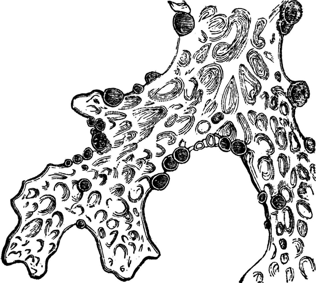 pulmão líquen esticado pulmonácea ou pulmão líquen vintage gravação vetor