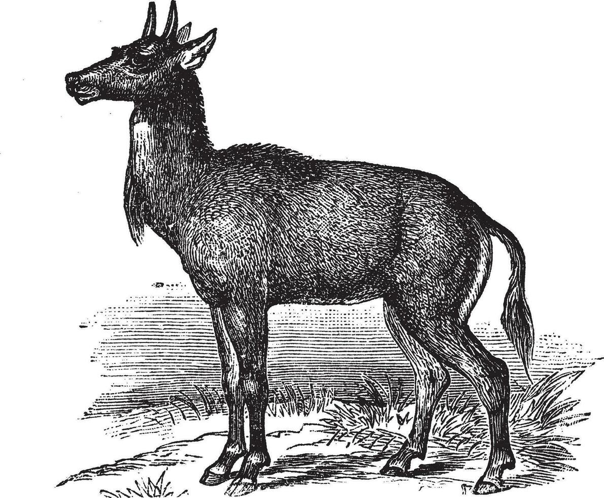 nilgai ou nilgau ou boselaphus tragocamelo, vintage gravado ilustração vetor