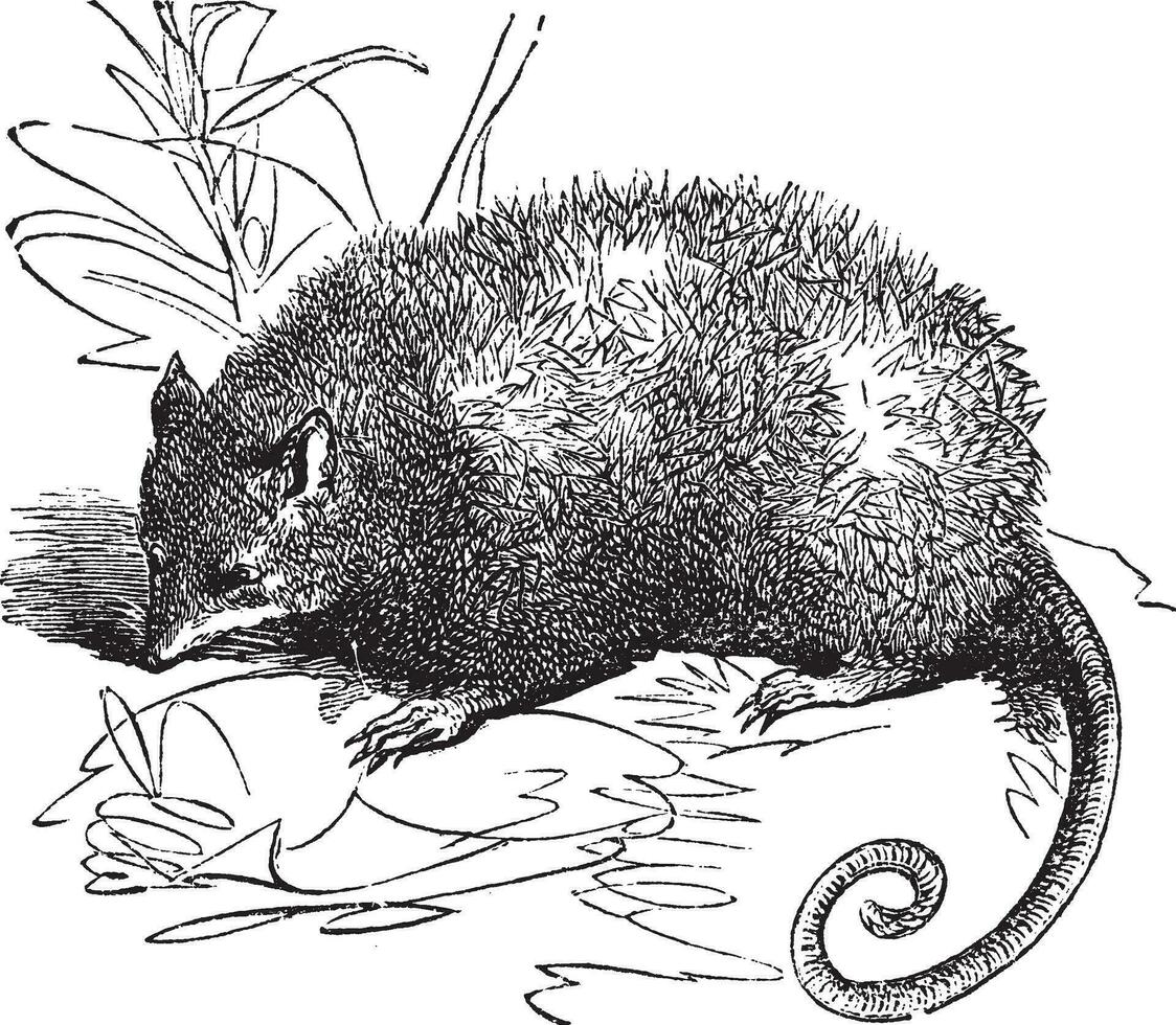 gambá ou didelphis virginiana, vintage gravação vetor