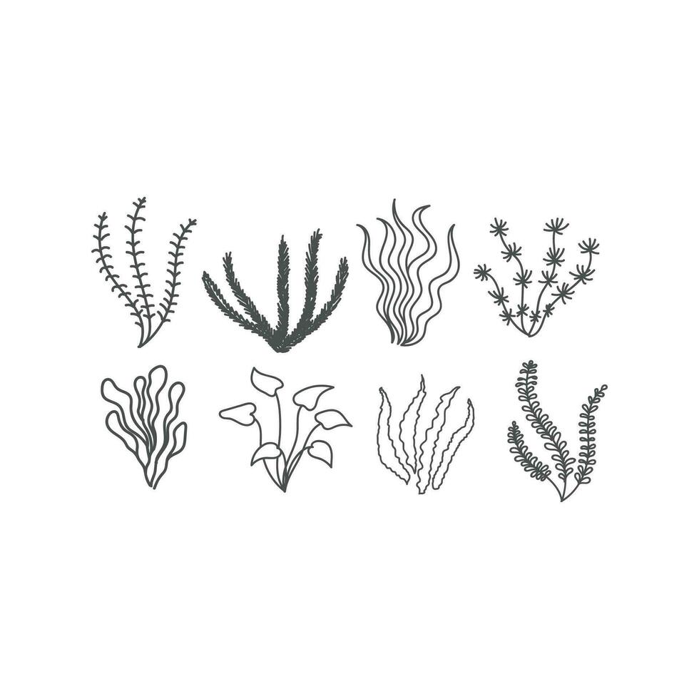 conjunto coleção do algas marinhas kelp algas musgo vetor
