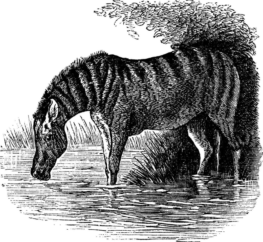 asno ou equus asinus vintage gravação vetor