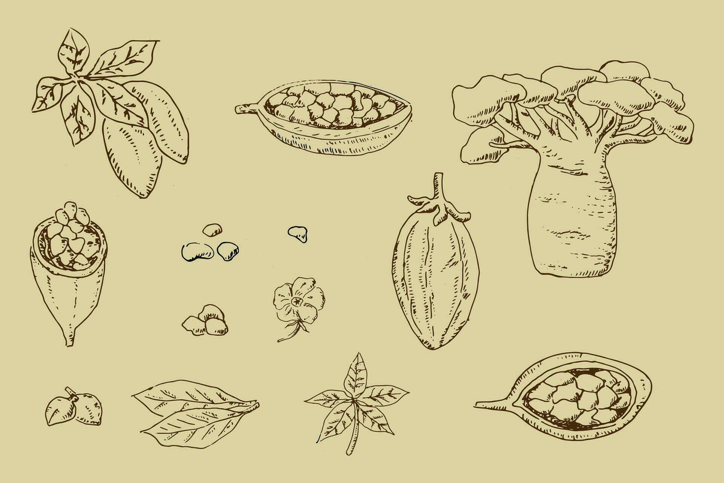 baobá sementes e feijões, plantar partes esboço esboço vetor