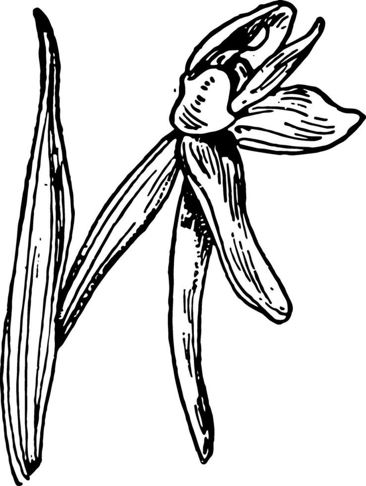 verde de folhas redondas orquídea vintage ilustração. vetor