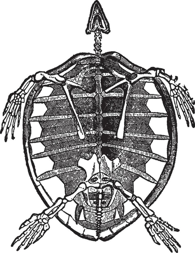 esqueleto do tartaruga, vintage ilustração. vetor