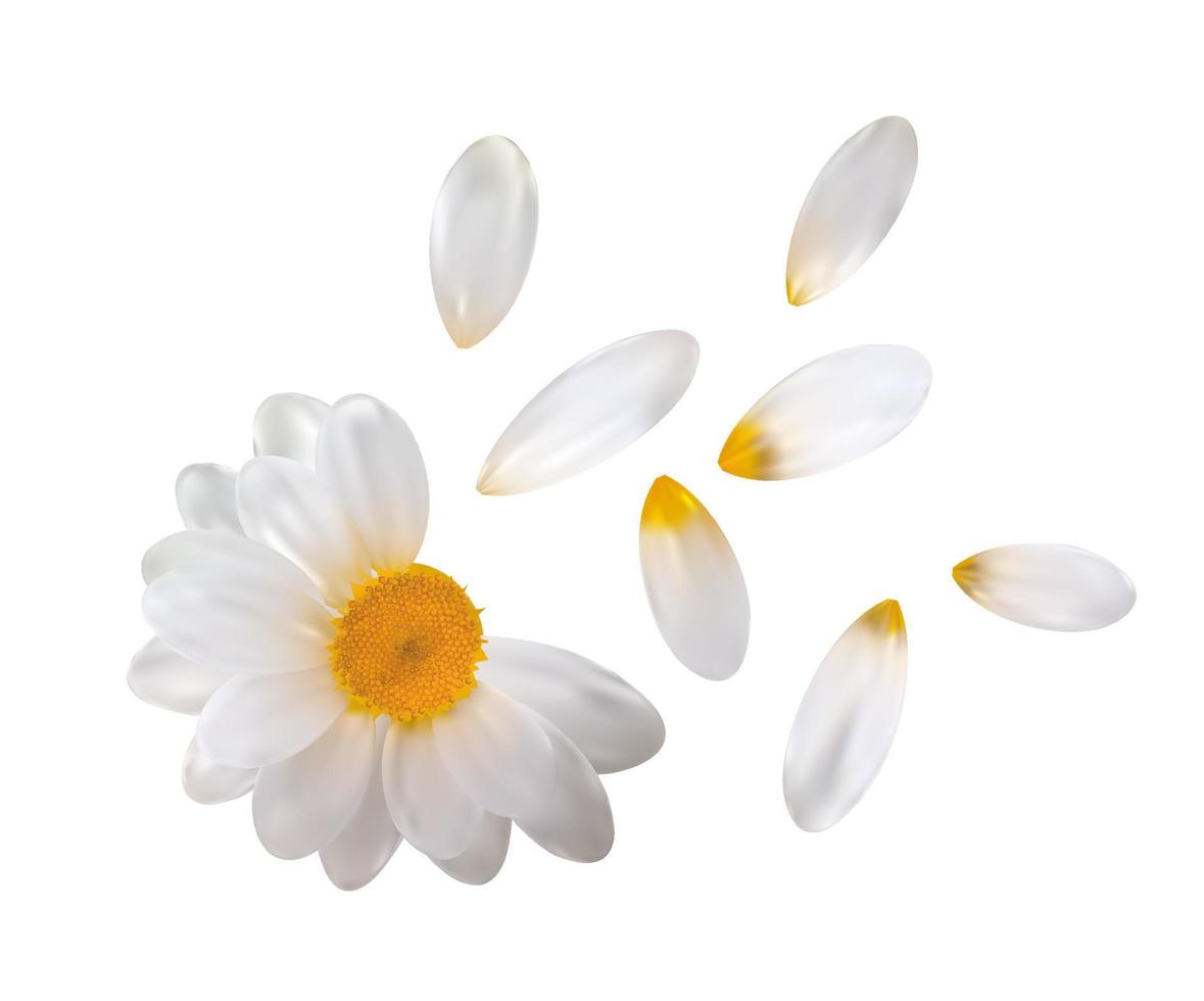 flor de camomila realista com pétalas voadoras isoladas no fundo branco. ilustração vetorial vetor