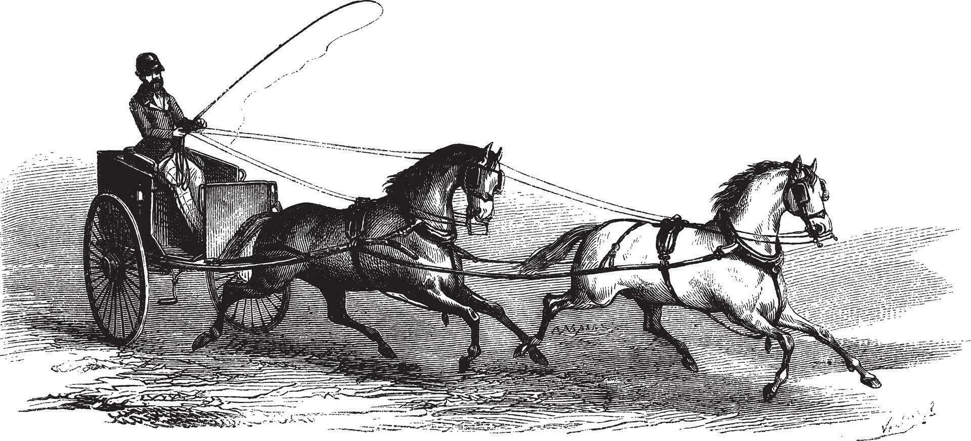 2 rodas carrinho desenhado de 2 cavalos dentro tandem, vintage gravação vetor