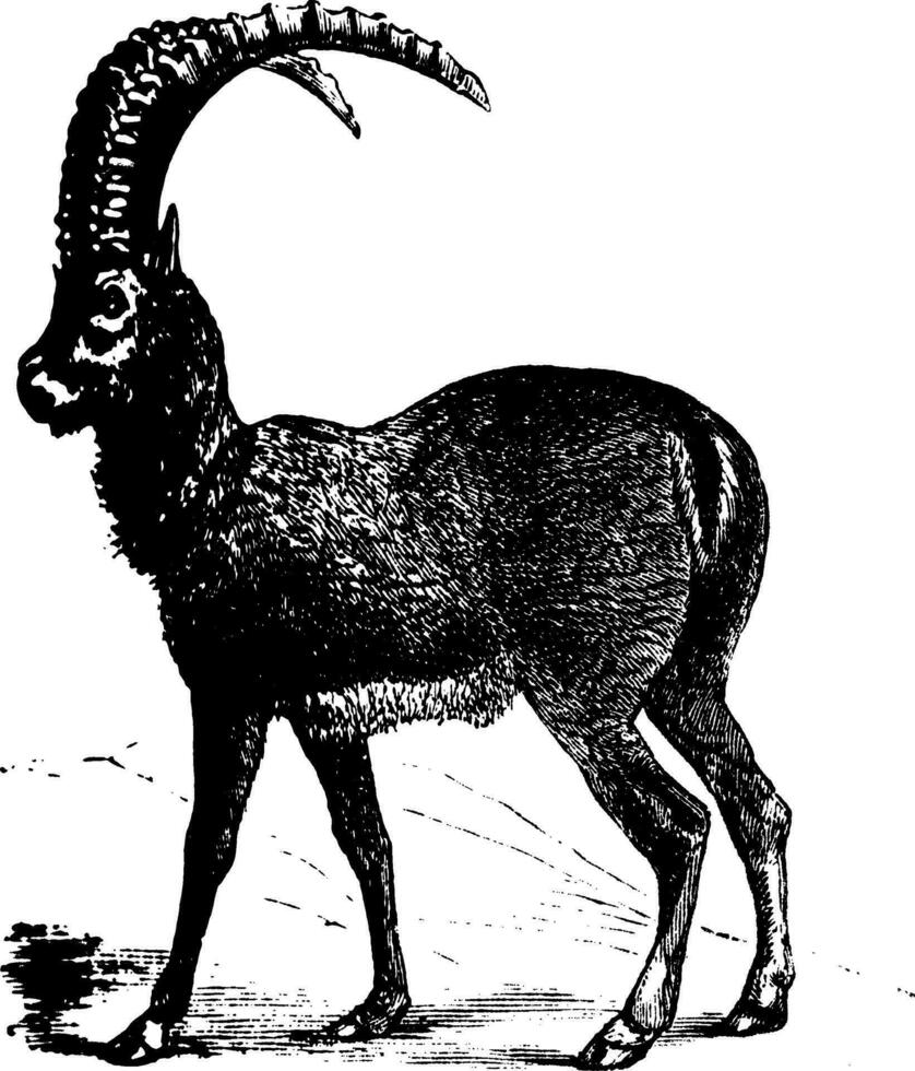 alpino íbex ou capra íbex, cabra, vintage gravação. vetor