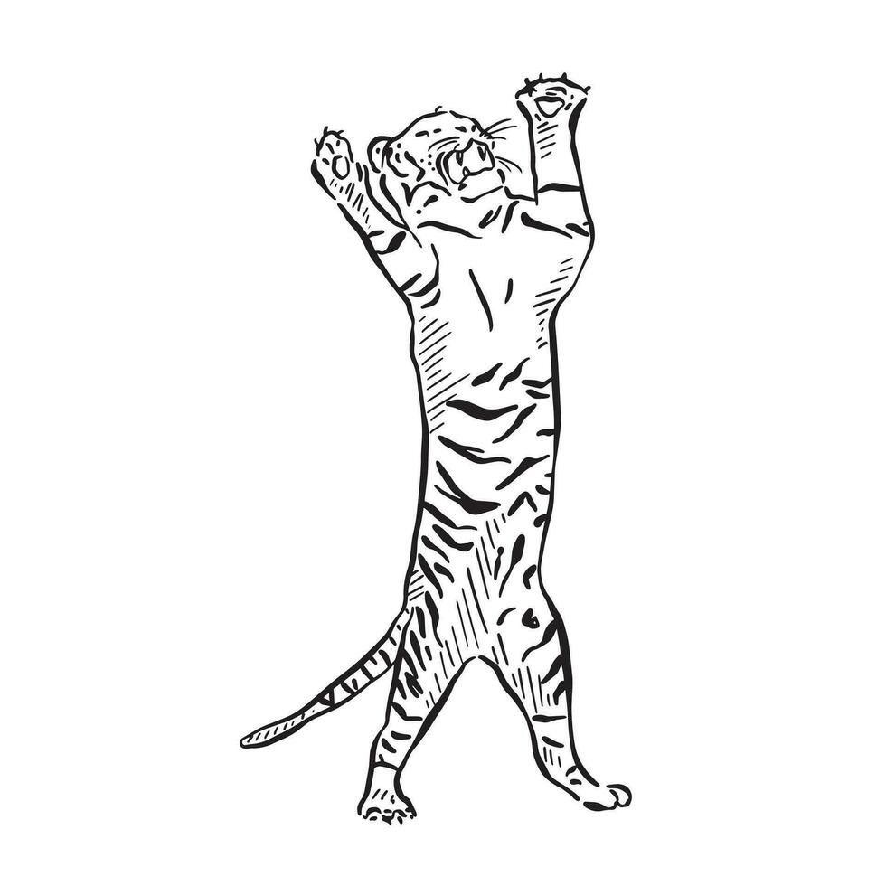 linha desenhado tigre dentro a agressivo pose com patas acima. desenhado de mão em procriar, ocupado inspiração a partir de a velho escola circo. vetor