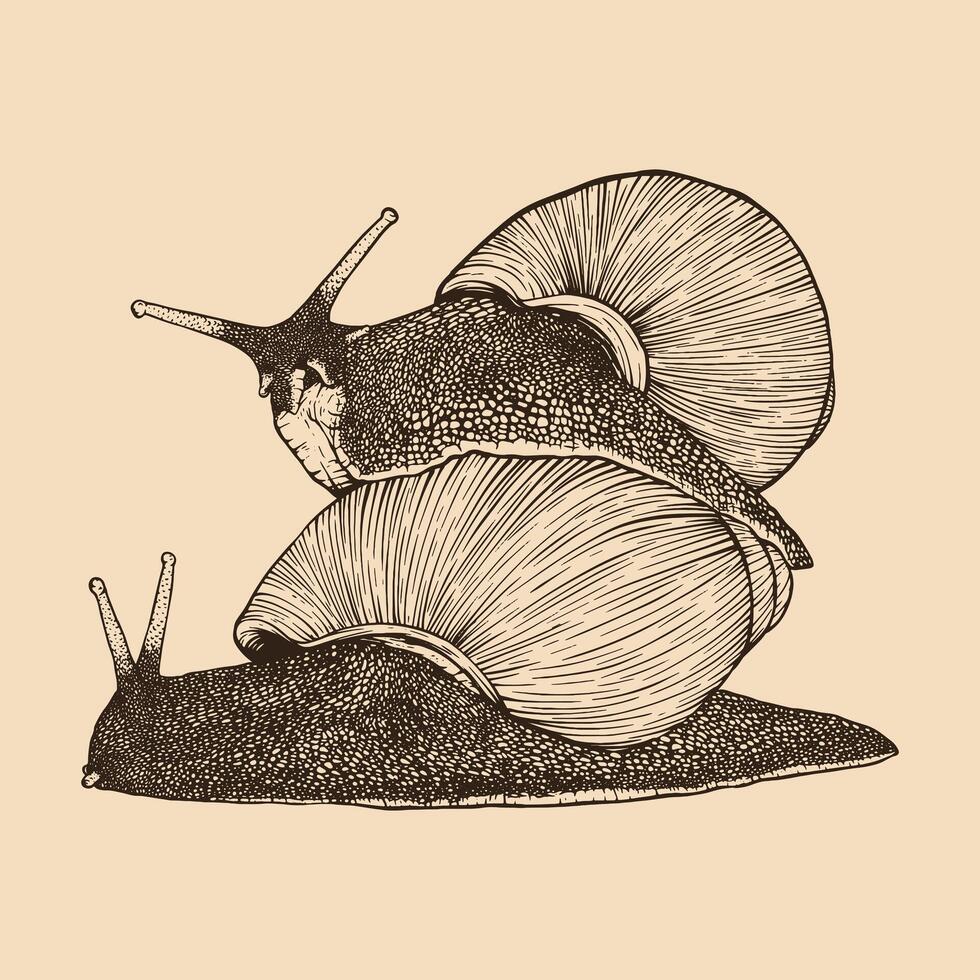 Caracol casal mão retirou. vintage linha gravação estilo. vetor ilustração