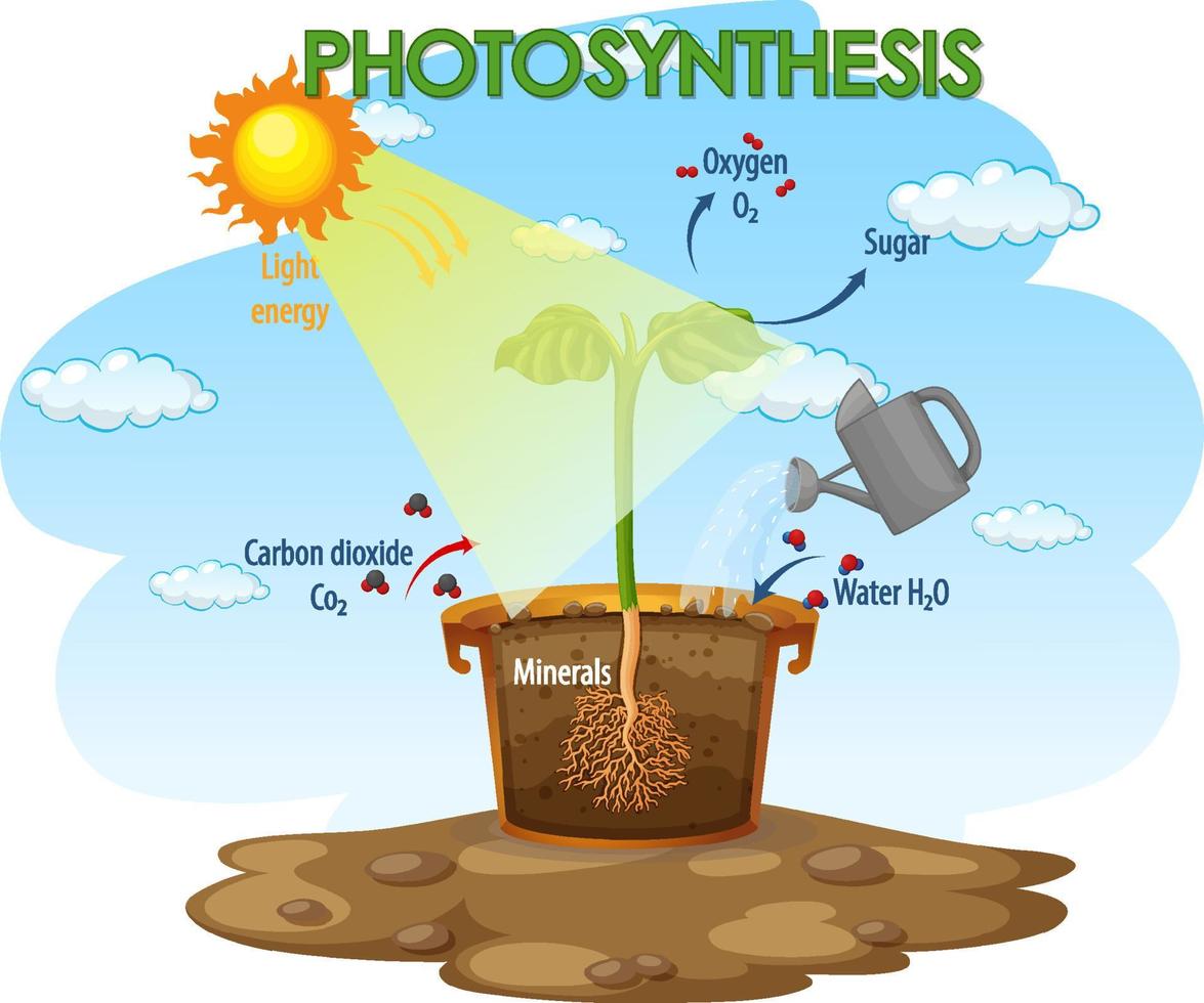 diagrama mostrando o processo de fotossíntese na planta vetor