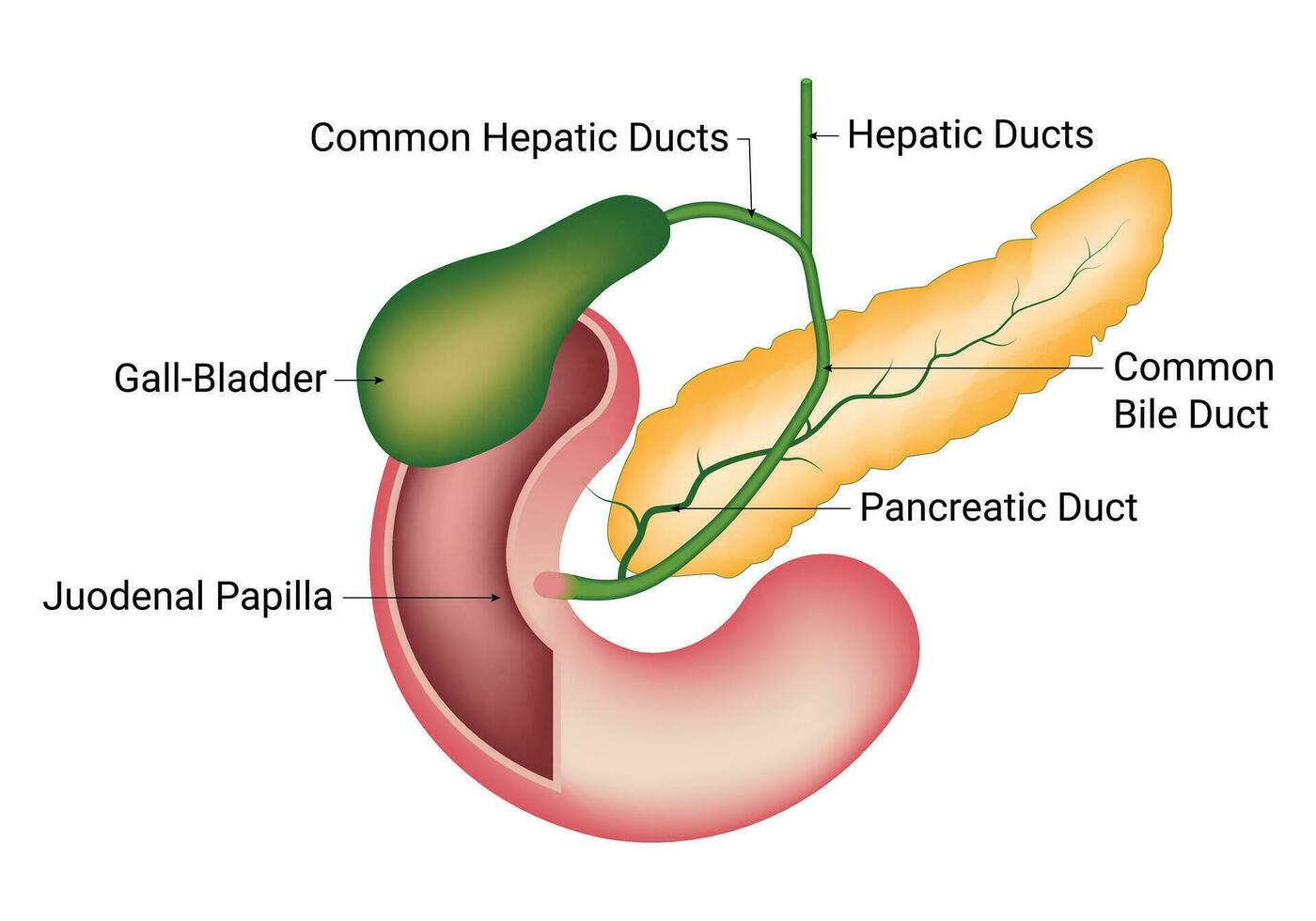 comum hepático dutos Ciência Projeto vetor ilustração