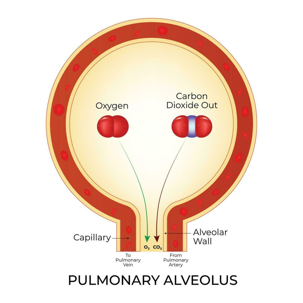 pulmonar alvéolo Ciência Projeto vetor ilustração diagrama