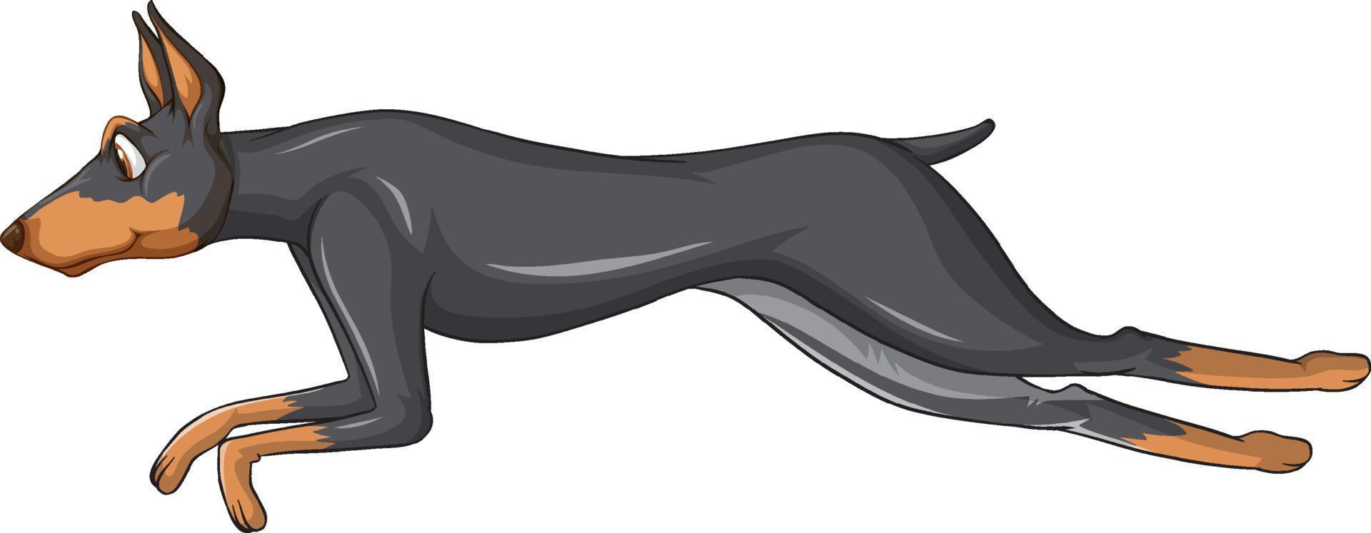 desenho animado do cão doberman pinscher em fundo branco vetor