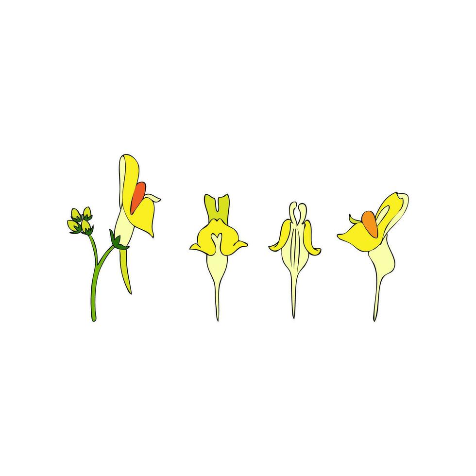 linaria vulgaris, comum linhaça, amarelo toadflax ou manteiga e ovos é uma espécies do linhaça, dragão, plantaginaceae família, mão desenhado vetor colorida ilustração, rabisco tinta esboço isolado