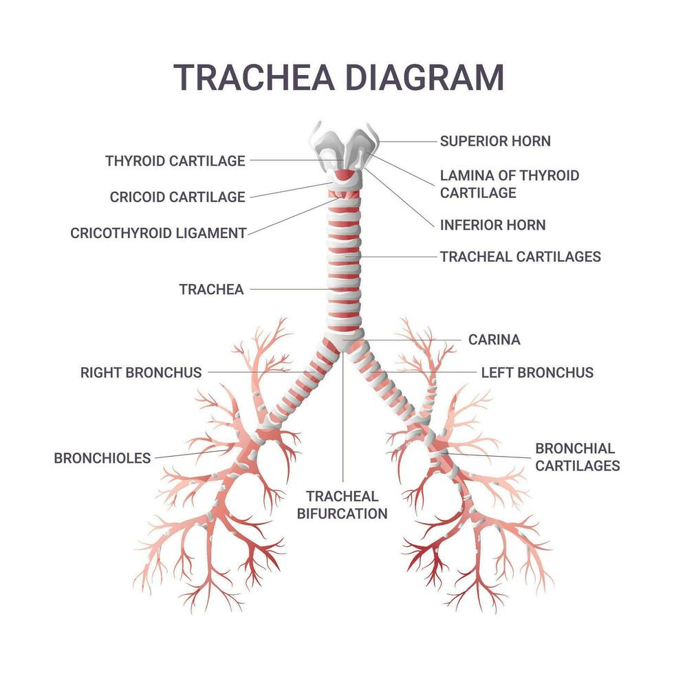 traquéia educacional infográfico vetor ilustração