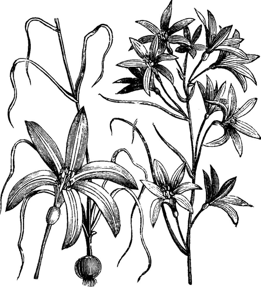 hábito, racemo, e separado flor do ixiolírion tataricum braquianterum vintage ilustração. vetor