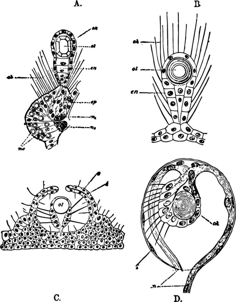 auditivo órgãos do a medusa vintage ilustração. vetor