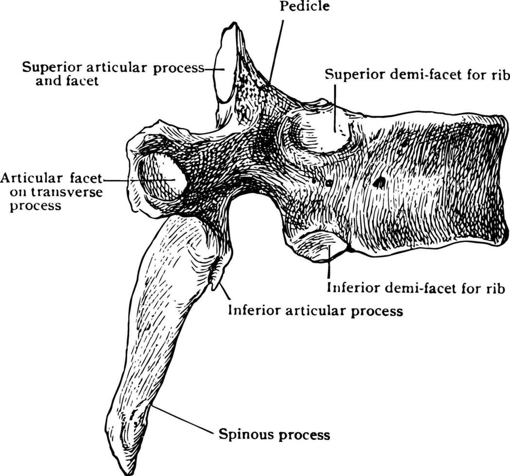 sexto torácica vértebra a partir de lado, vintage ilustração. vetor
