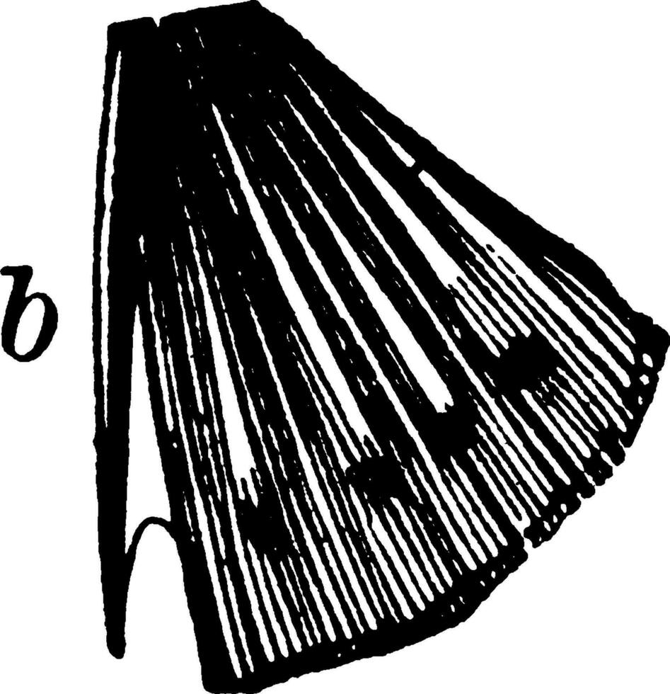 1 coluna vertebral em a ventral barbatana do uma ossudo peixe, vintage ilustração. vetor