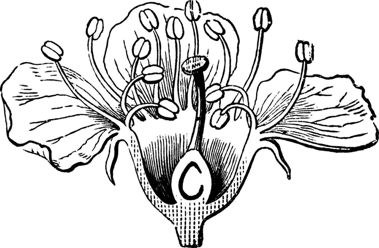 flor de cerejeira vintage ilustração. vetor