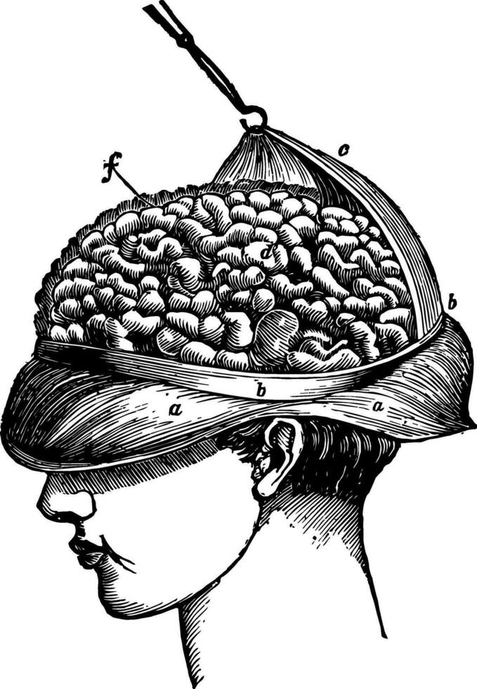 cérebro hemisférios e espinhal cordão, vintage ilustração vetor