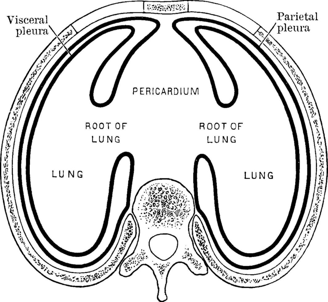 arranjo do a pleural sacos, vintage ilustração. vetor