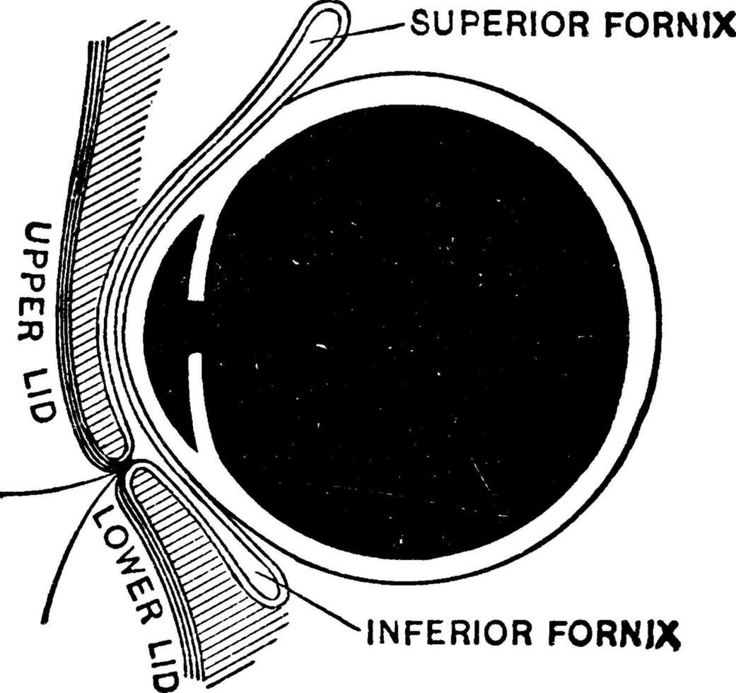 sagital seção do a olho, vintage ilustração. vetor