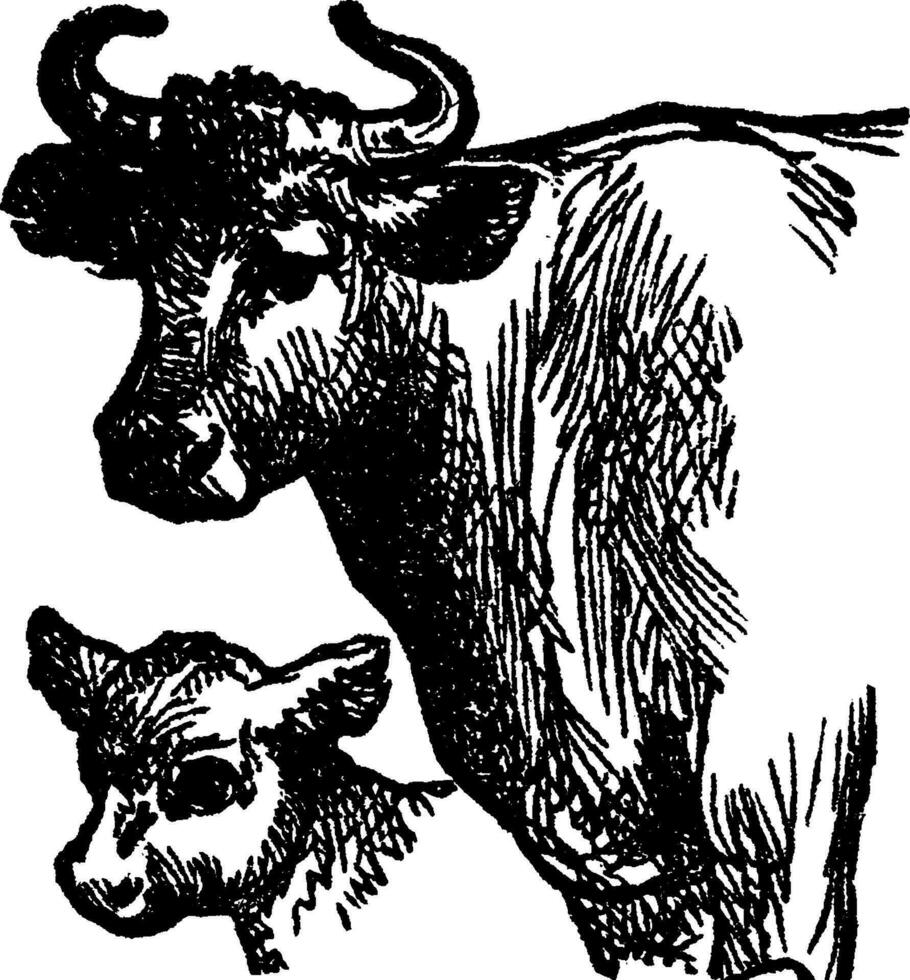 vaca e bezerro, ilustração vintage. vetor