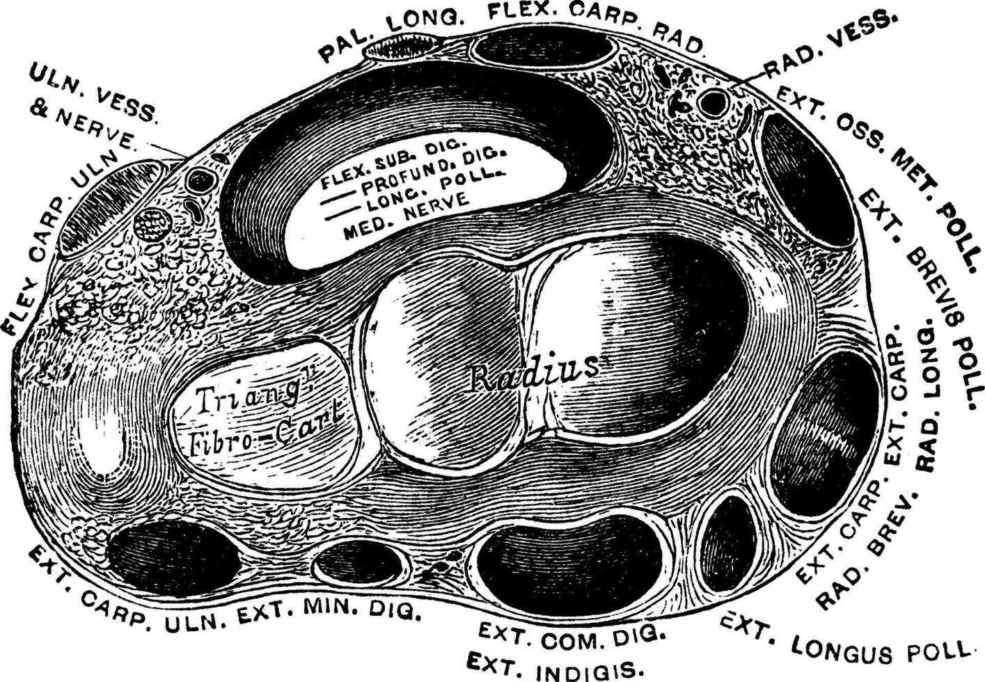 transversal seção através a pulso, vintage ilustração vetor